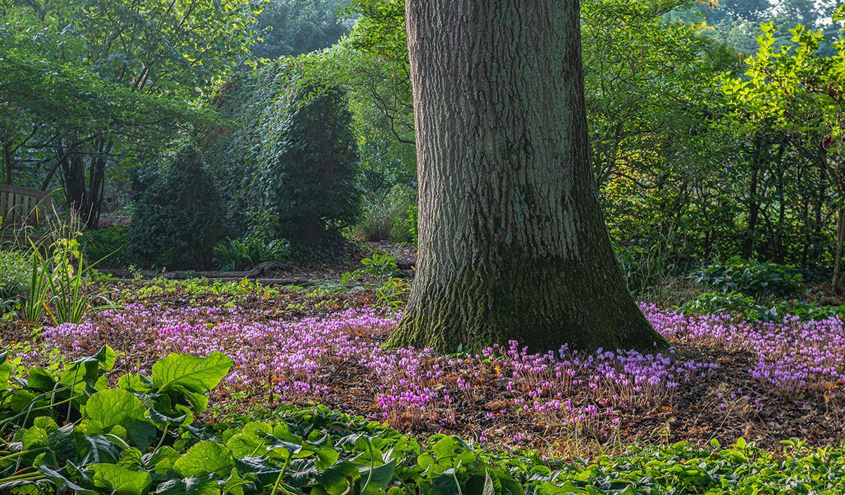 Bates Green Garden Cyclamen hederifolium