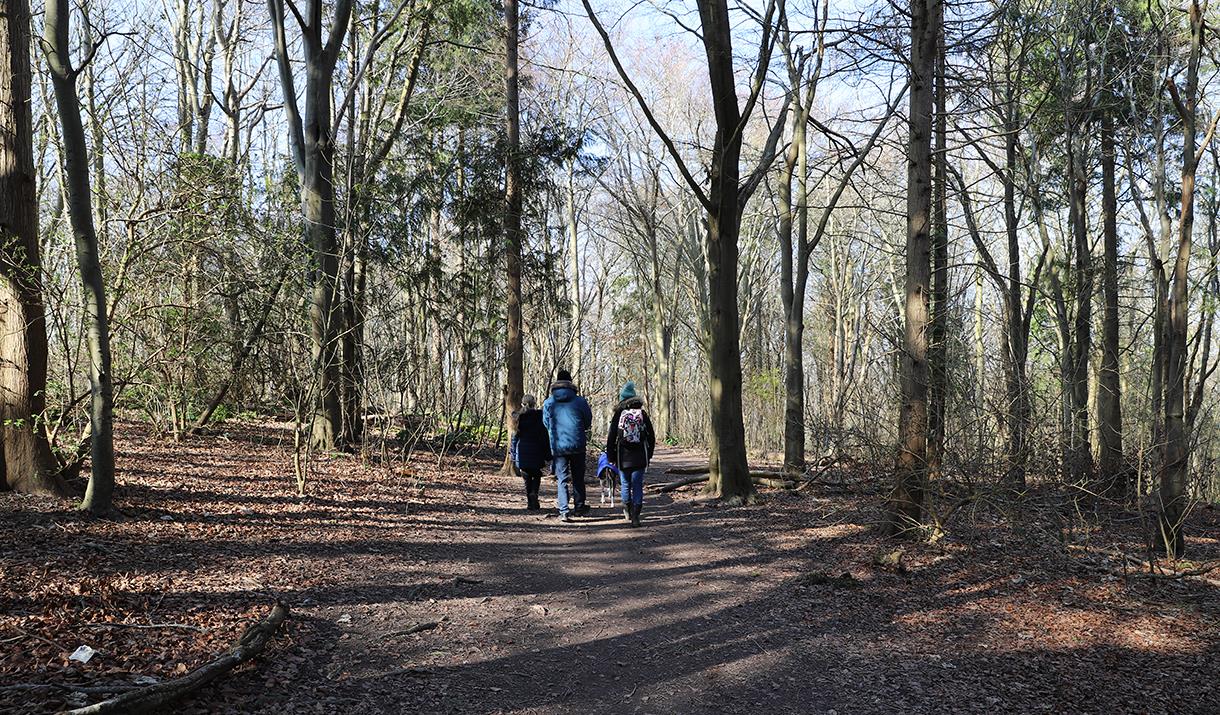 Friston Forest near Eastbourne