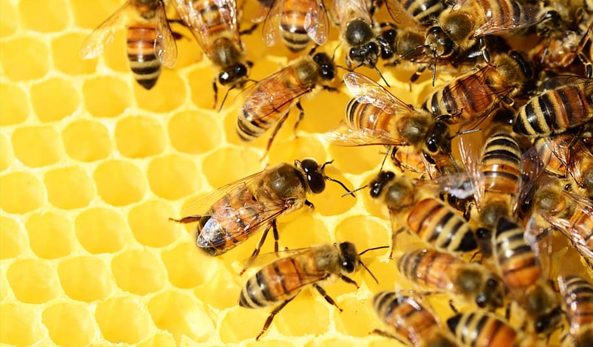 Honey bees on a honeycomb