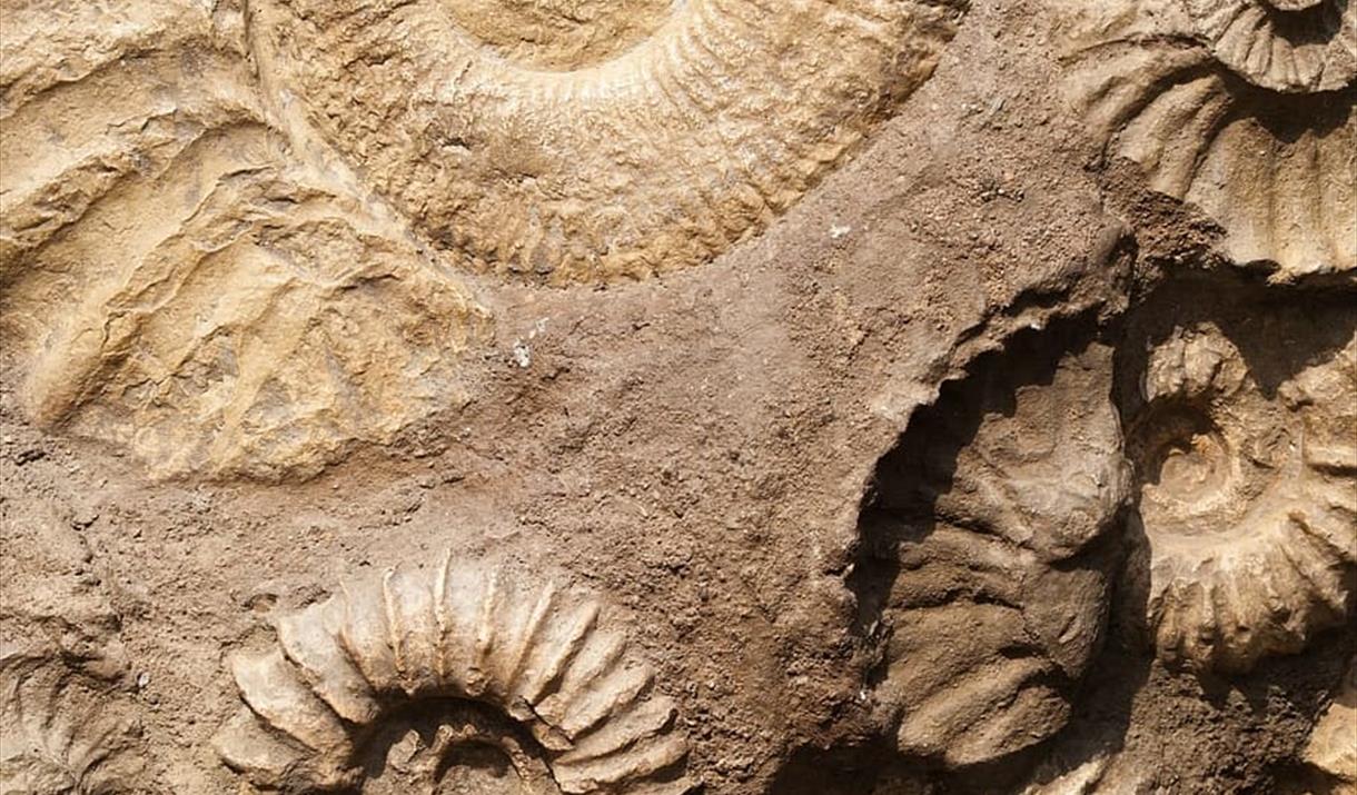 Story and Fossil session Visit Eastbourne