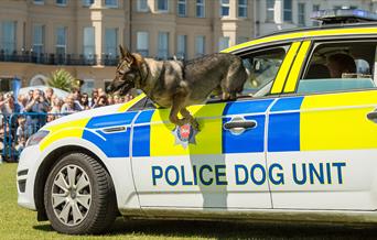 999 dog Photo by Graham Huntley