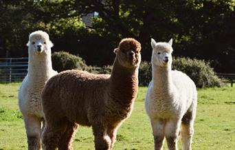 Three alpacas in a field