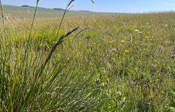 Green field with yellow flowers and very blue sky. clusters of trees in the distance