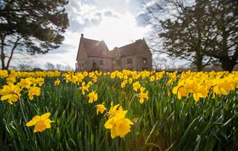 Celebrate springtime with 80,000 daffodils at Michelham Priory