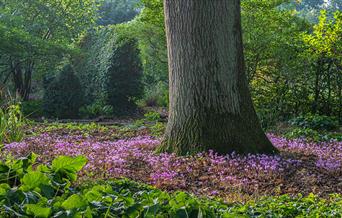 Bates Green Garden Cyclamen hederifolium