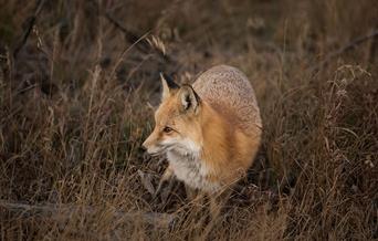 Fox in long grass