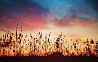Long grasses silhouetted against bands of orange, pink and blue sky on Eastbourne Downland