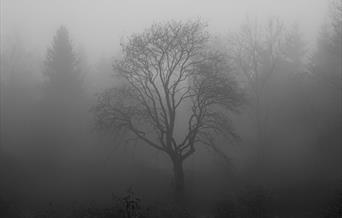 One large leafless tree in the foreground surrounded by fog with the tops of trees in the background just visible