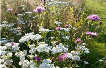 Chalk grassland wildflowers with white flowers in foreground