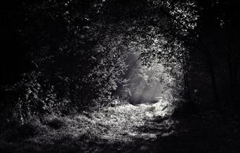 black and white forest path with light shining through the leaves