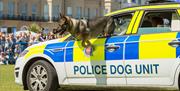 999 dog Photo by Graham Huntley