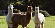 Three alpacas in a field