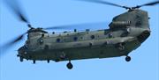 Chinook