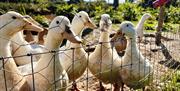 Group of white ducks behind a wire fence