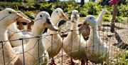 Group of white ducks behind a wire fence