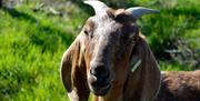 Goat at Sharnfold