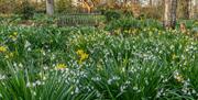 Bates Green Garden leucojum woodland