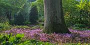 Bates Green Garden Cyclamen hederifolium