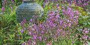 Bates Green Garden Silene dioica