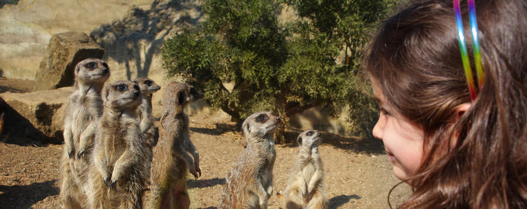 Les suricates du zoo de Drusillas près d’Eastbourne