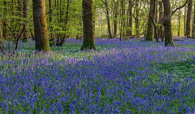 Woodland scene with a carpet of bluebells covering the floor