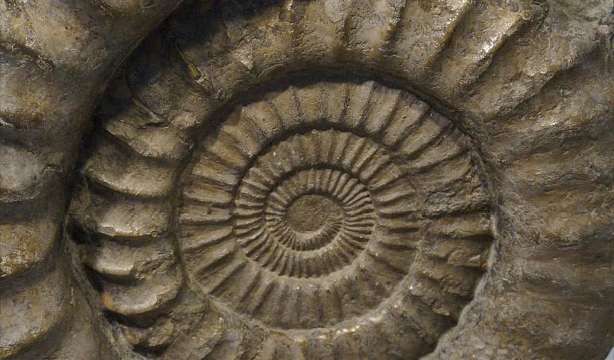 large ammonite fossil in dark stone