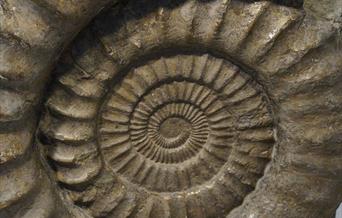 large ammonite fossil in dark stone