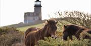 Horses at Belle Tout Lighthouse