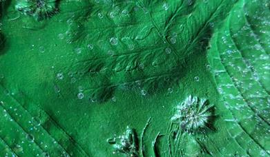 a section of a clay plate painted bright green with plant imprints in the clay