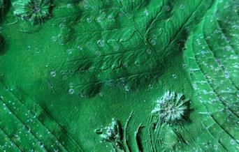 a section of a clay plate painted bright green with plant imprints in the clay