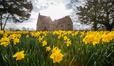 Celebrate springtime with 80,000 daffodils at Michelham Priory