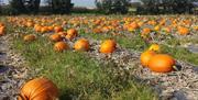 PYO Pumpkins at Sharnfold