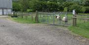 Sheep at Sharfold