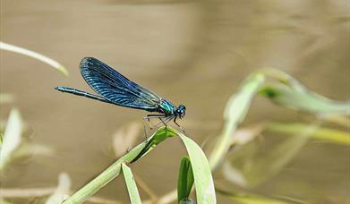 blue dragonfly on long green leaf in water