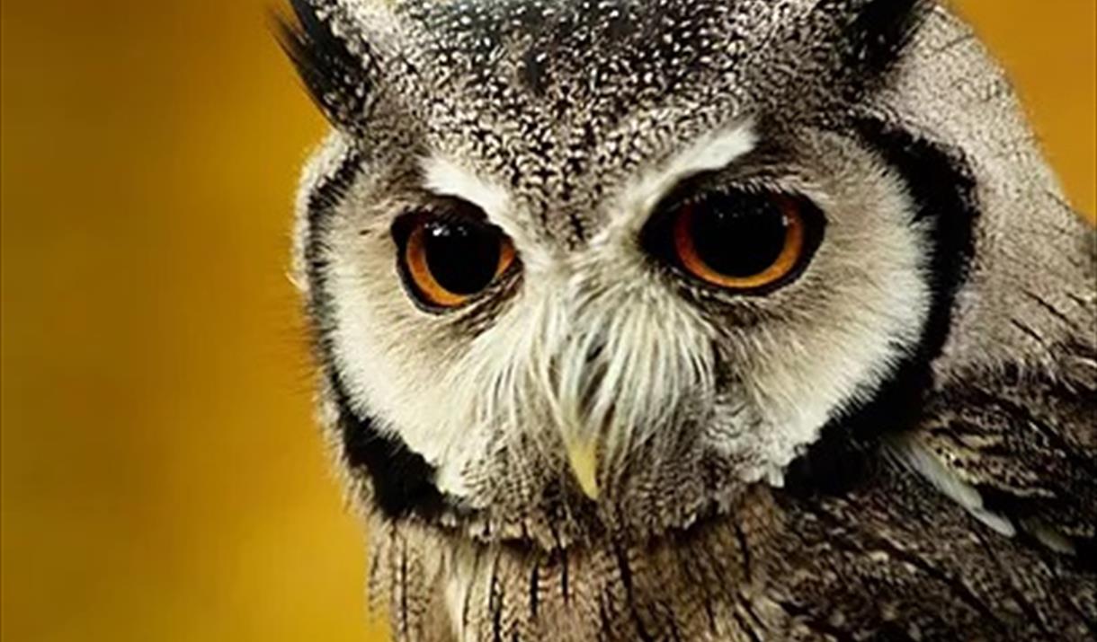 Close up of an owls face with a bright yellow background