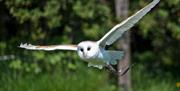 Barn Owl - Knockhatch Adventure Park