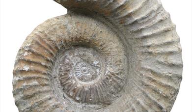 An ammonite fossil curling round anti clockwise on a white background