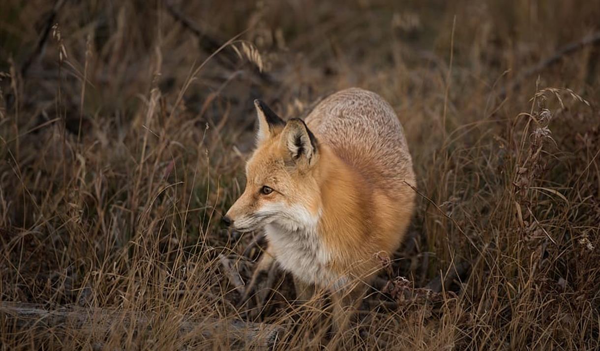 Fox in long grass
