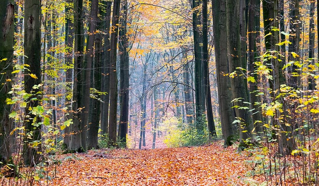 Path through the forest covered with leaves and surrounded on both sides by tall trees