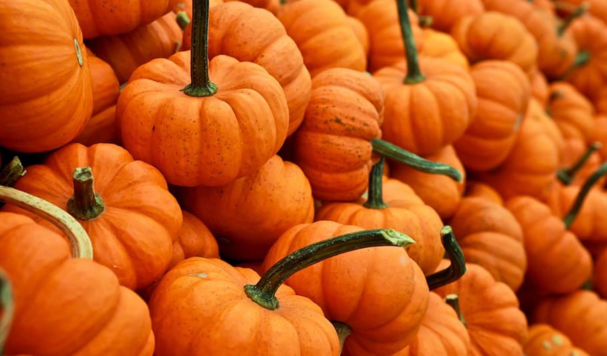 pile of small orange pumpkins