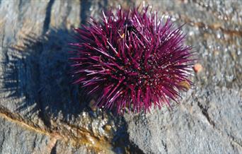 purple spiky sea urchin on a grey rock