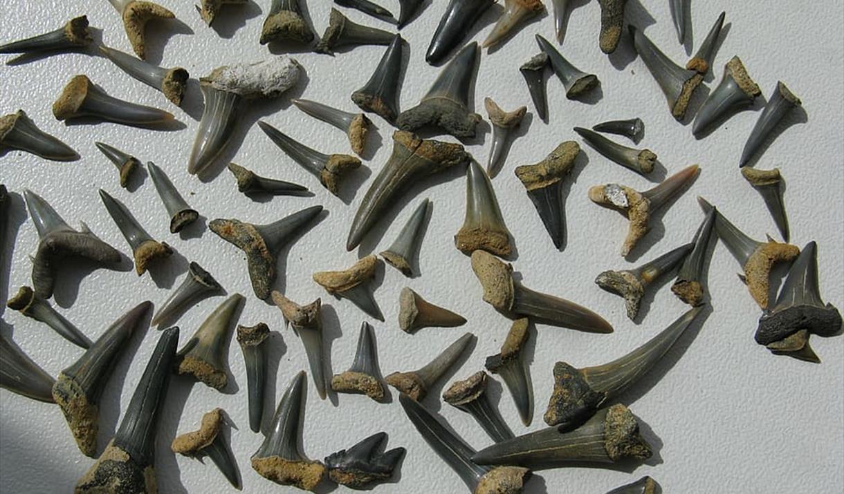 Fossils of Beachy Head - Fossil Workshop