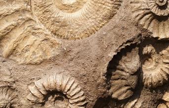 Lots of Ammonite Fossils in one piece of stone