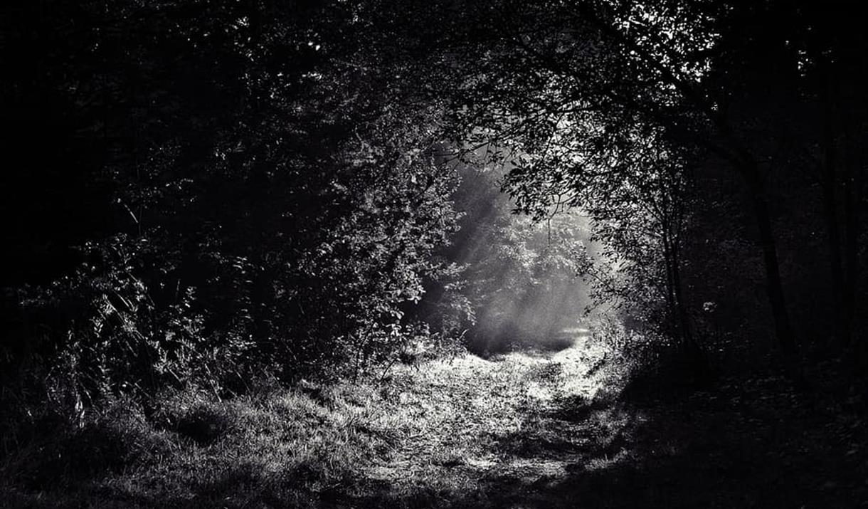 black and white forest path with light shining through the leaves