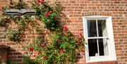 The roses blooming at Carpenter's Cottage, Pocklington, East Yorkshire - The building dates back to 1850