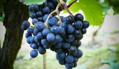 Grapes at Laurel's Vineyard, in East Yorkshire