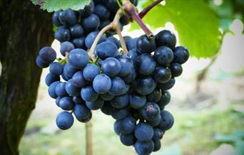 Grapes at Laurel's Vineyard, in East Yorkshire