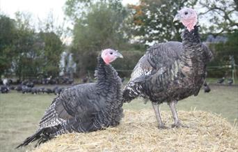 An image of two turkeys sat on a bale at John Wright Turkeys.
