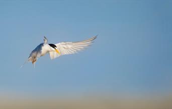 A tern in flight, East Yorkshire