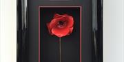 An image of a 3D framed poppy at Ford Framing, Beverley